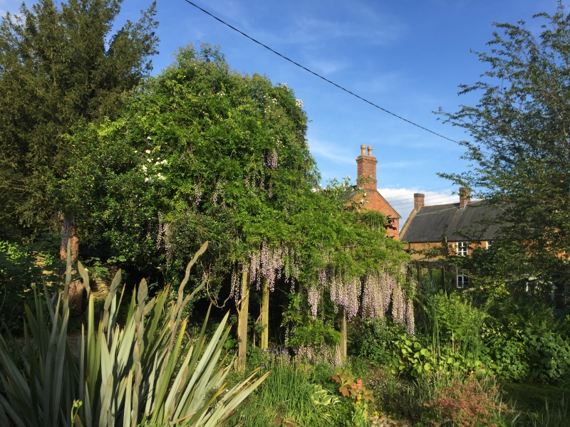 Wisteria House